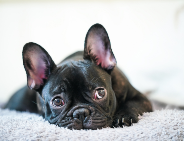 Schwarze Bulldogge liegt auf einem Teppich