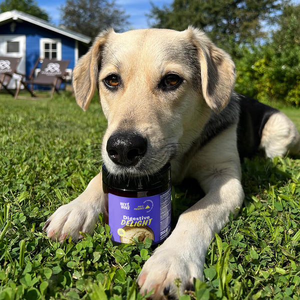 Hund liegt mit HEY HOLY Digestive Delight auf einer Wiese