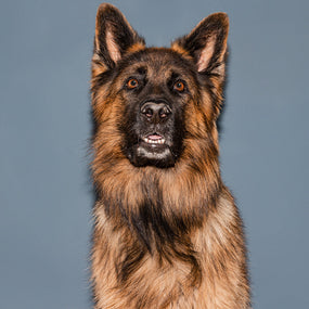 Shine-Bright Shepherds - Wet Food - 400g