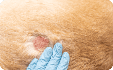 Nahaufnahme Hautkrebs beim Hund