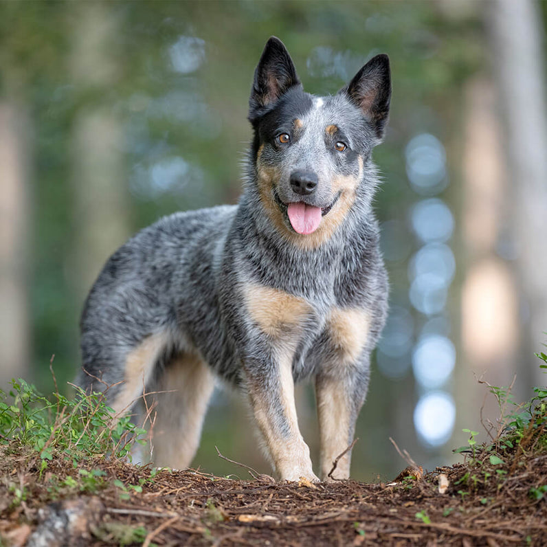 Australian Cattle Dog