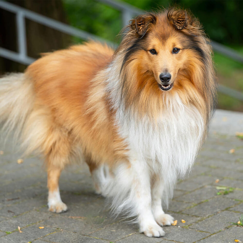 Sheltie