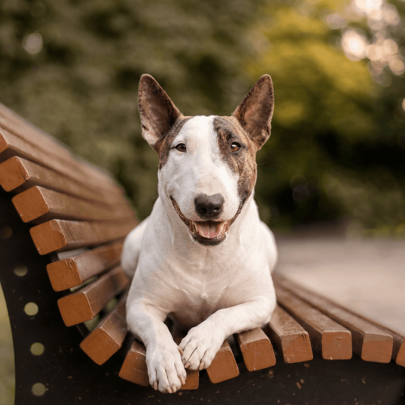 Bullterrier
