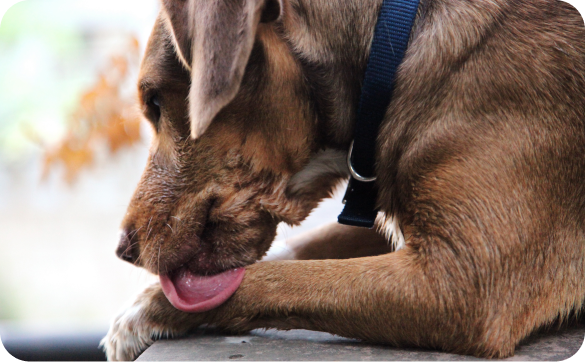 Hund leckt Pfoten