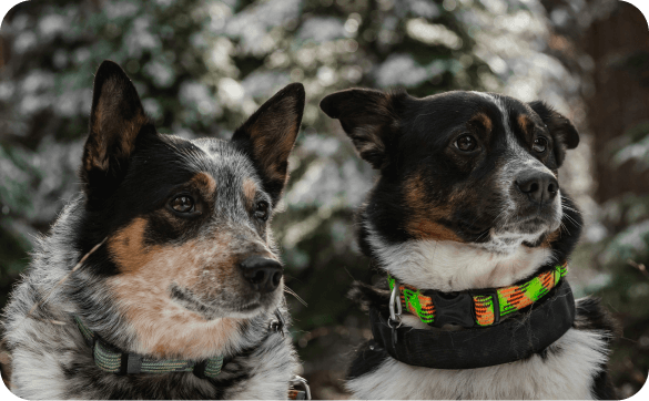 Zwei braun schwarze Hütehunde schauen in die Ferne