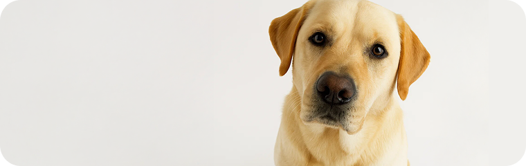 Erwachsen /-/  1-10 Jahre