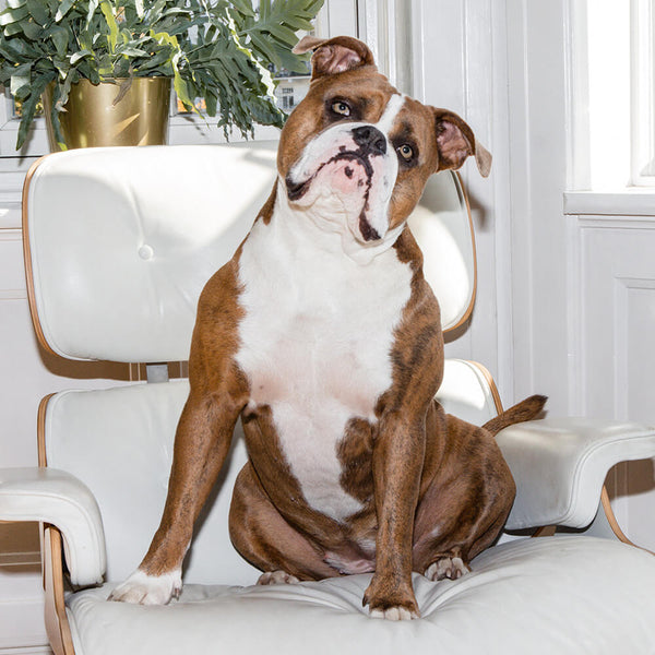 Braune Bulldogge sitzt auf einem weißen Sessel