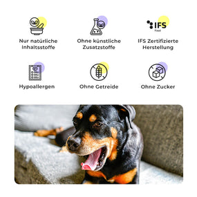 Rottweiler auf grauem Sofa neben Qualitätsmerkmalen des Big Buddies Trockenfutters für Molosser