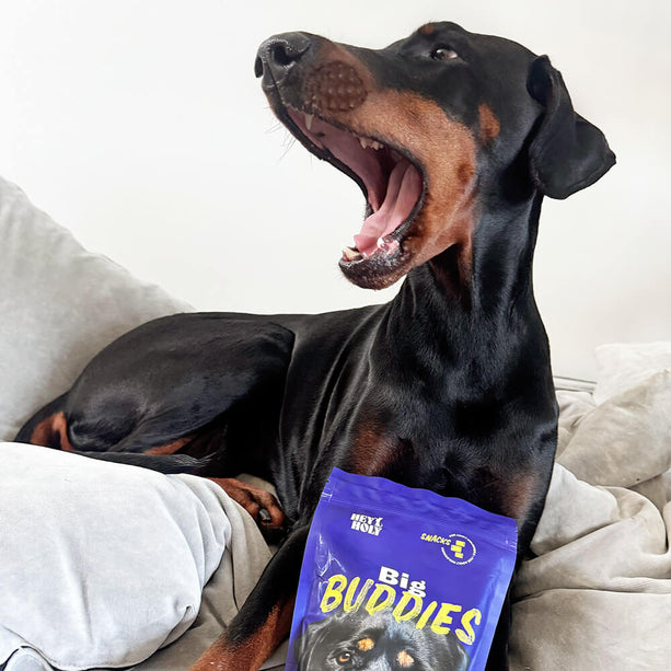 Dobermann mit geöffnetem Maul und Big Buddies Snacks