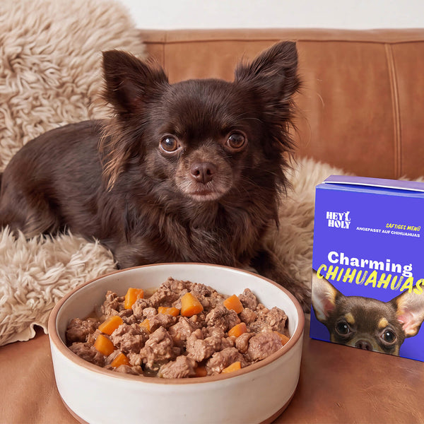 Schokoladenbrauner Langhaar-Chihuahua auf einem Fellkissen neben einer gefüllten Schale HEY HOLY Frischfutter mit Fleisch und Karotten sowie der lila Charming Chihuahuas Verpackung.
