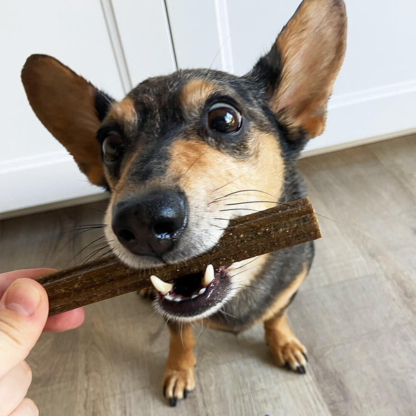 Brauner Corgi wird mit HEY HOLY Dental Sticks gefüttert
