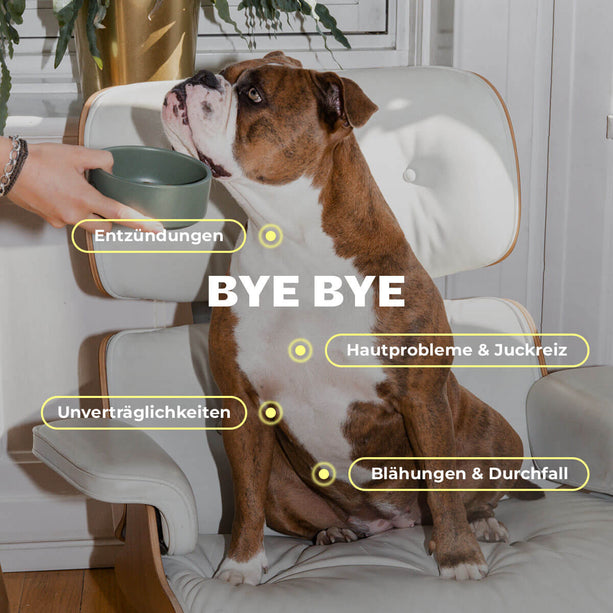 Big Buddies - Starterpaket S