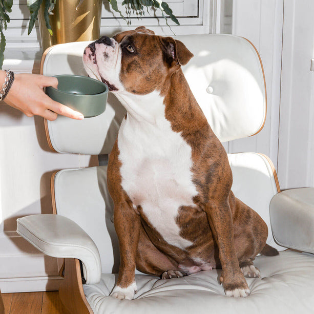 Big Buddies - Starterpaket S