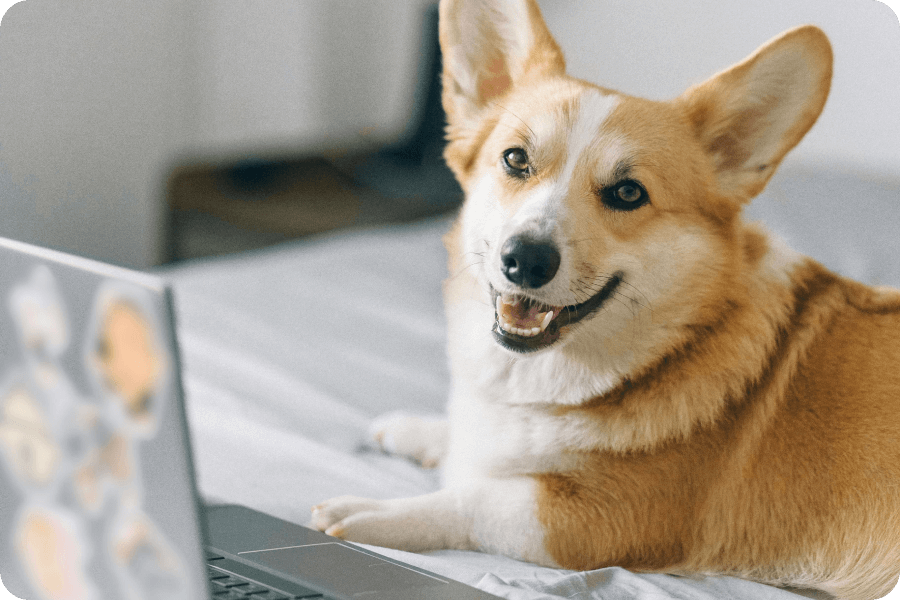Lächelnder Corgi liegt auf dem Bett vor Laptop mit Aufklebern