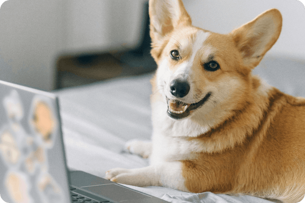 Lächelnder Corgi liegt auf dem Bett vor Laptop mit Aufklebern
