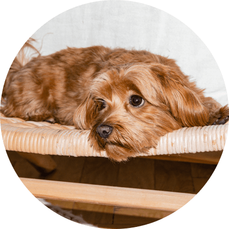 Brauner Hund liegt auf einem Stuhl 