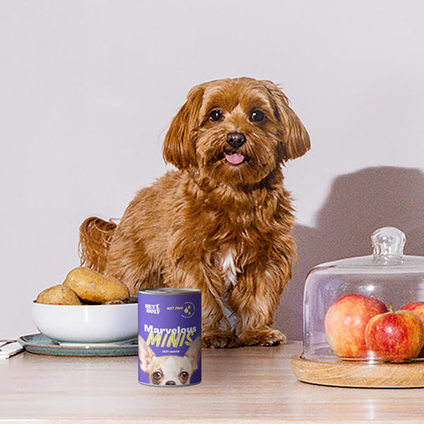 Kleiner brauner Hund sitzt neben Marvelous Minis Hunde Nassfutter an einem Esstisch