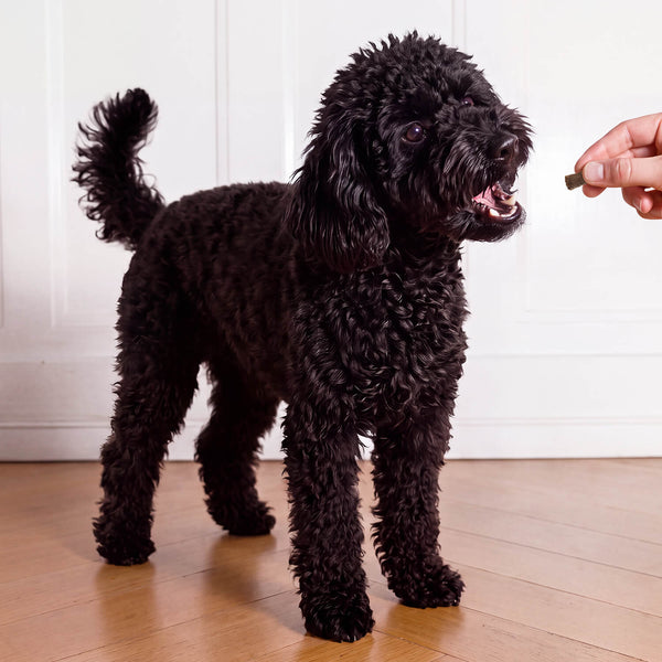 HEY HOLY Precious Poodles Snacks Beutel mit den Vorteilen getreidefrei, 69% hochwertiges Fleisch, nur eine tierische Proteinquelle und hohe Verträglichkeit