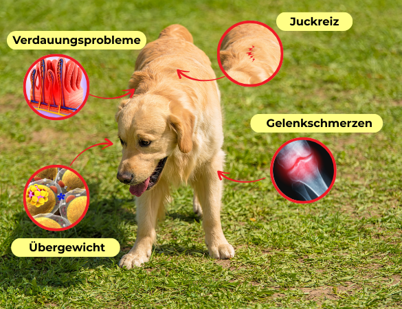 Pain Points bei Retrievern