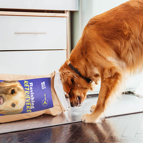 Golden Retriever frisst Ravishing Retrievers Trockenfutter aus der Verpackung