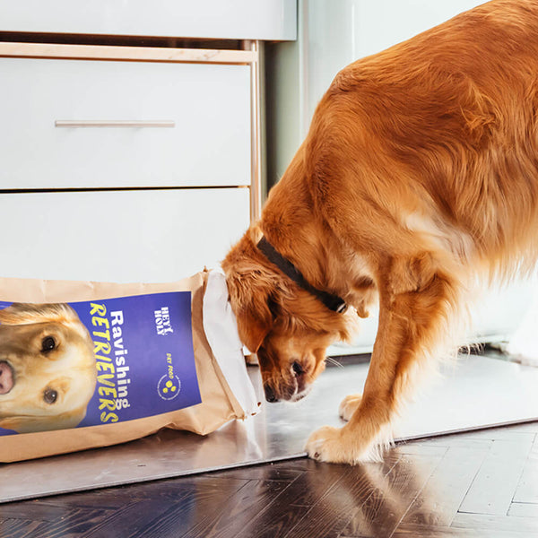 Golden Retriever frisst Ravishing Retrievers Trockenfutter aus der Verpackung