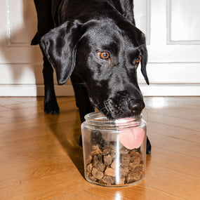 Schwarzer Labrador frisst Ravishing Retrievers Leckerlies aus einem Glas