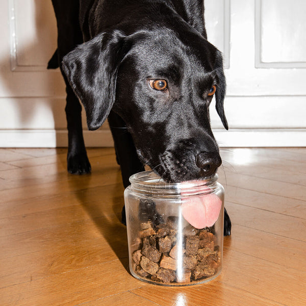 Schwarzer Labrador frisst Ravishing Retrievers Leckerlies aus einem Glas