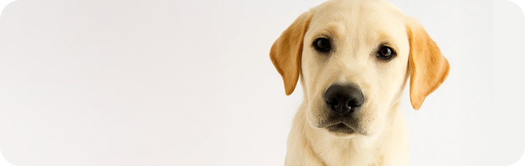 Welpe /-/ 2-12 Monate