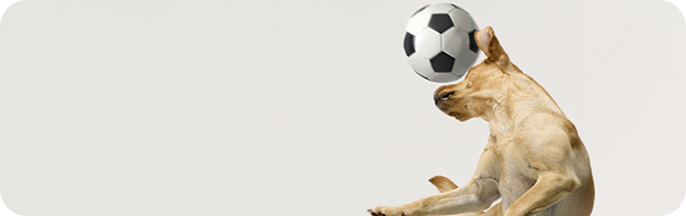 Sehr aktiv /-/ > 2 Stunden