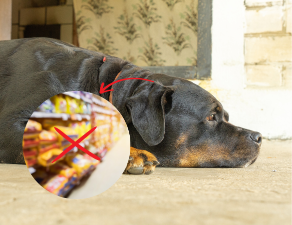 Rottweiler liegt auf dem Boden