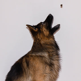 Schäferhund fängt ein fliegendes Leckerlie mit dem Maul