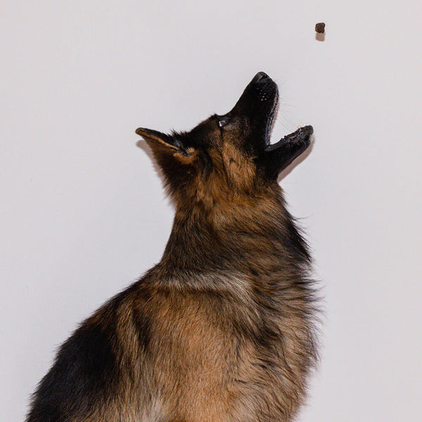 Schäferhund fängt ein fliegendes Leckerlie mit dem Maul