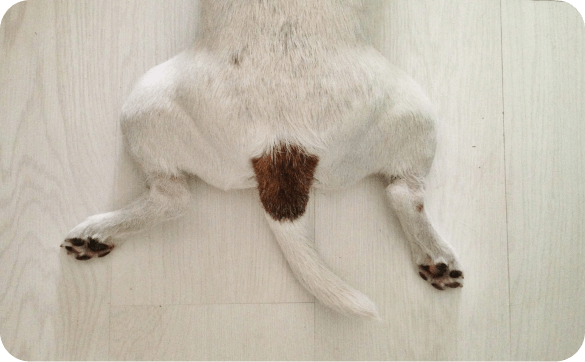 Hund rutscht mit Hinterteil über den Boden