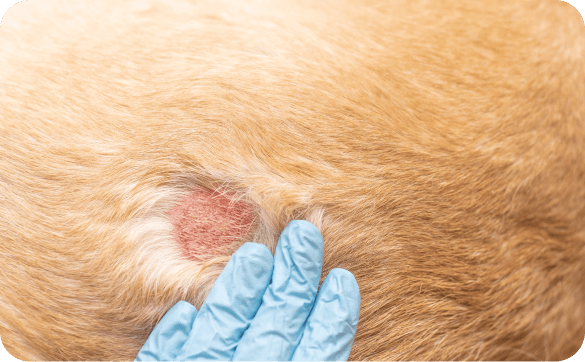 Nahaufnahme Hautkrebs beim Hund