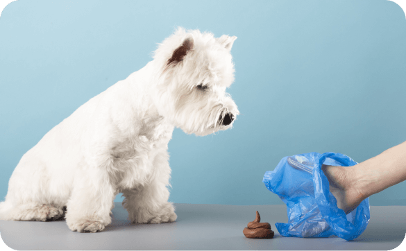 Weißer Hund sitzt vor einem Hundehaufen