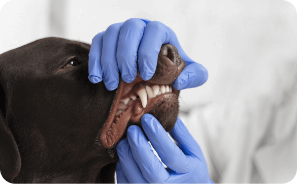 Nahaufnahme Gebiss eines Hundes